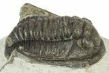 Detailed Cornuproetus Trilobite Fossil - Morocco #229758-2